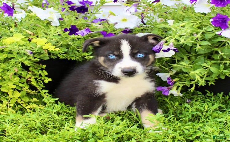 Australian Shepherd dogs for sale - Ad 5