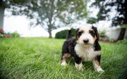 Bernedoodle dogs for sale: Bessie - Image 15
