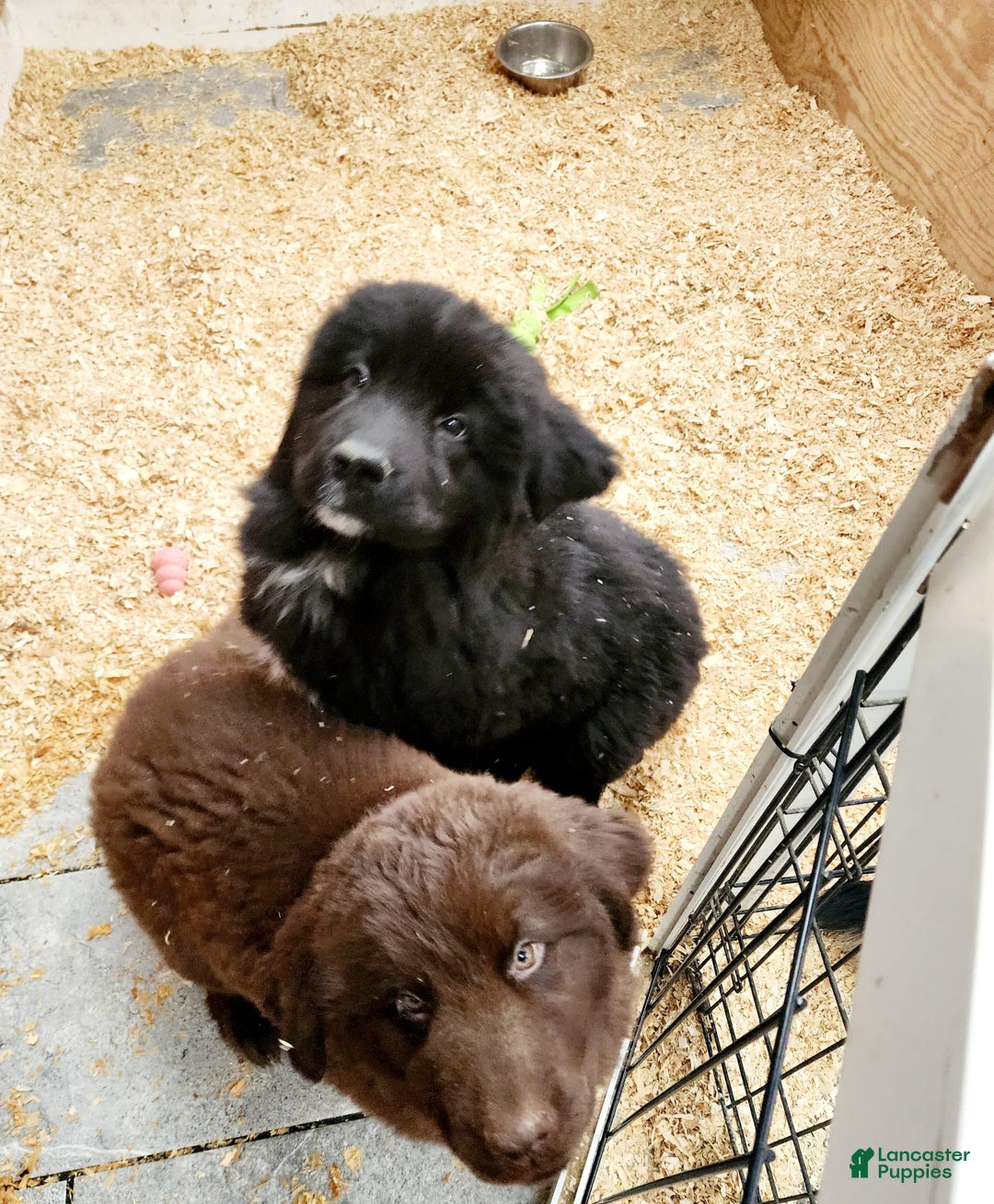 Newfoundland dogs for sale: Big Black Girl - Image 1