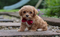 Miniature Poodle dogs for sale: Kylar - Image 4