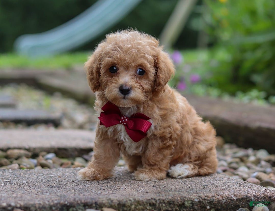 Miniature Poodle dogs for sale: Kylar - Image 4