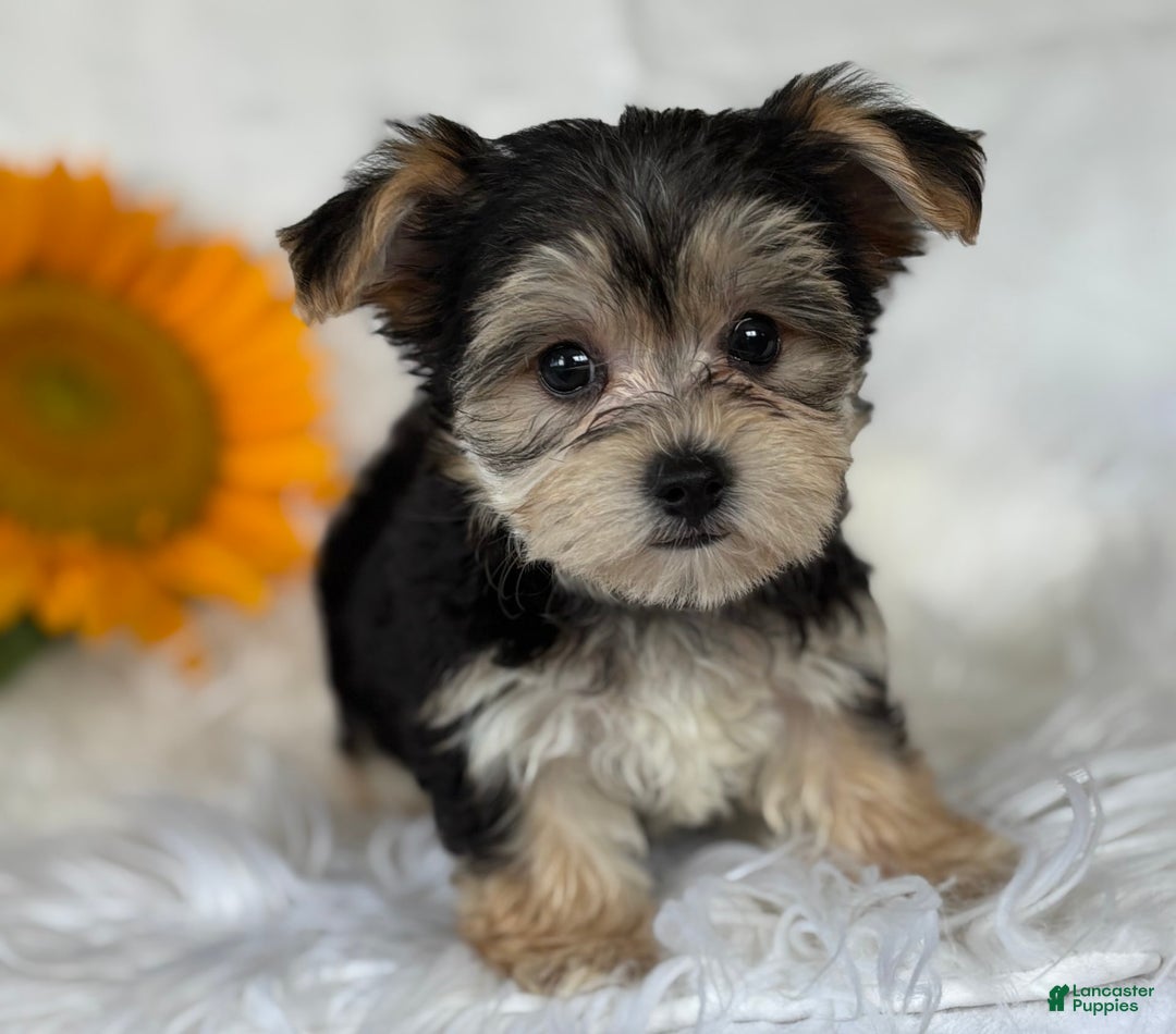 Morkie dogs for sale: Lillian - Image 10