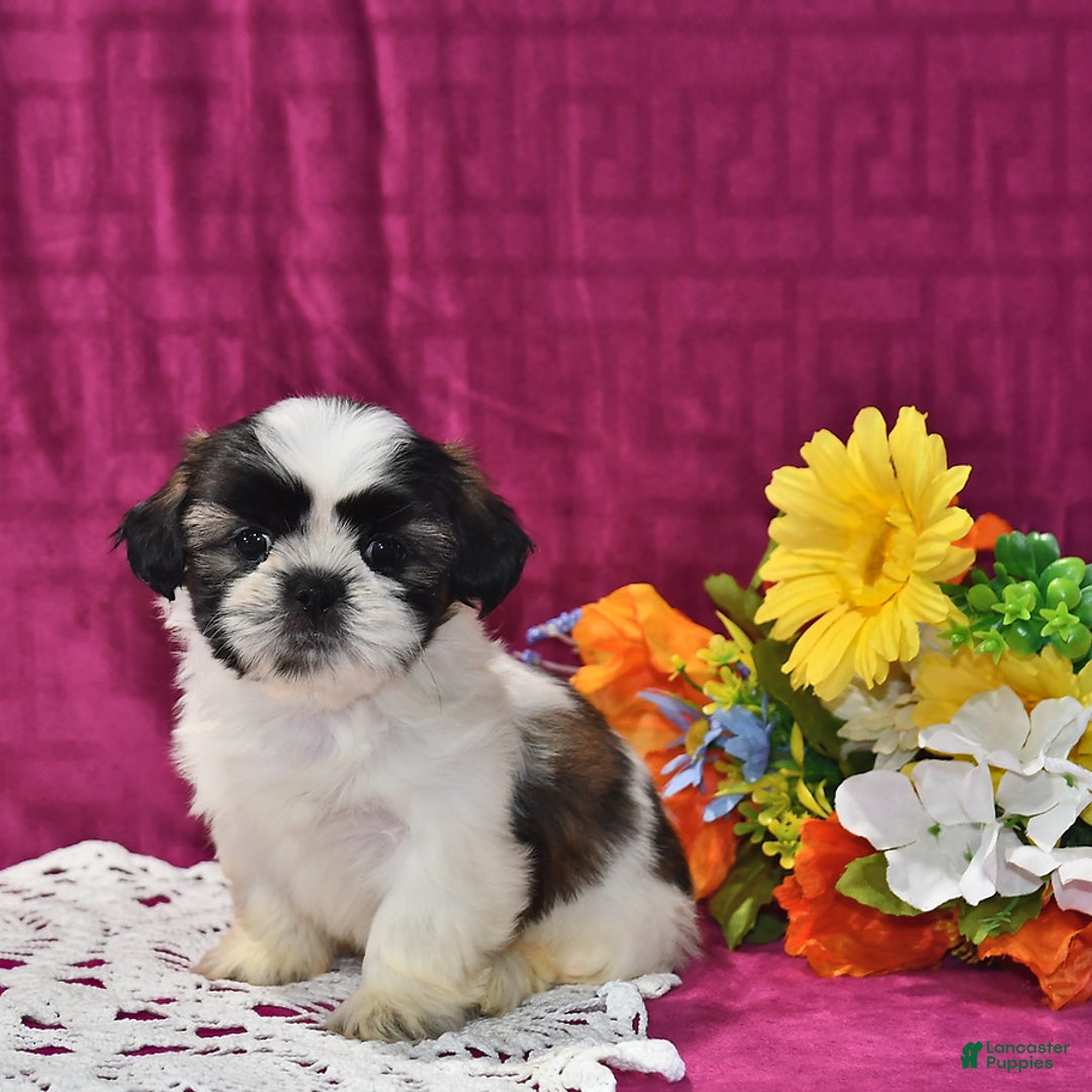 Shih Tzu dogs for sale: Lily - Image 3