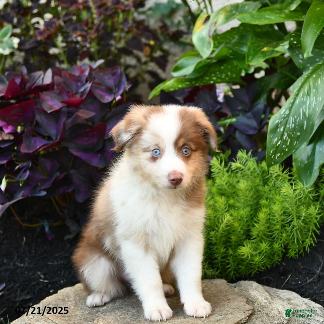 Miniature Australian Shepherd dogs for sale: Champion - Image 3