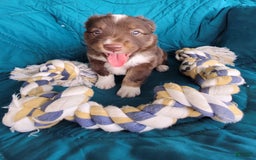 Miniature Australian Shepherd dogs for sale: Buddy - Image 4