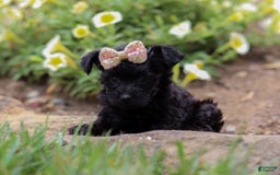 Yorkiepoo dogs for sale: Lola - Image 2