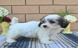 Teddy Bear dogs for sale: Fluffy - Image 3