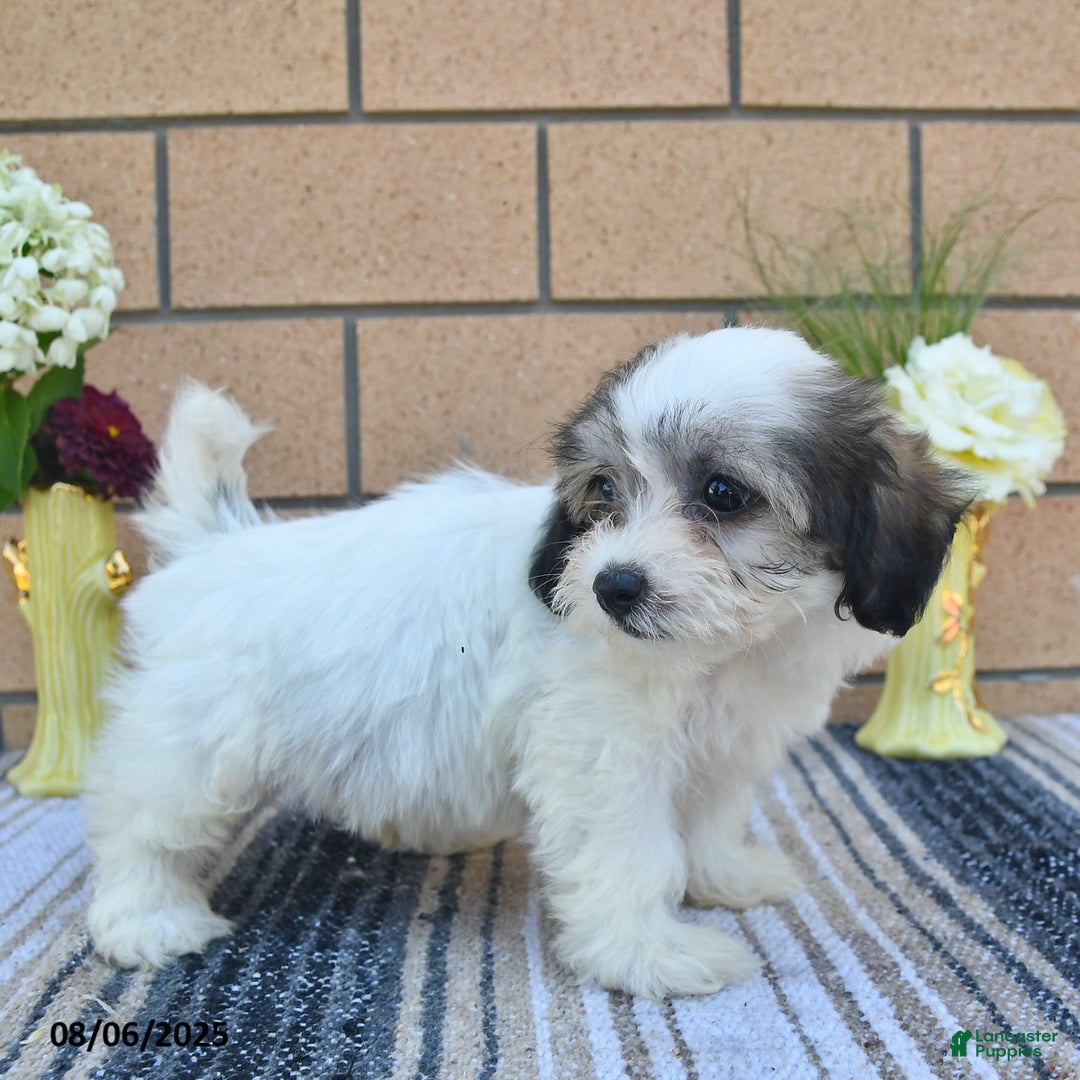 Teddy Bear dogs for sale: Fluffy - Image 3