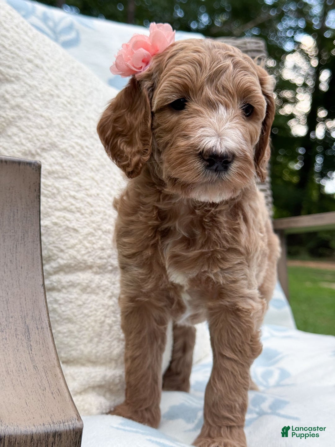 Goldendoodle dogs for sale: Virginia - Image 9