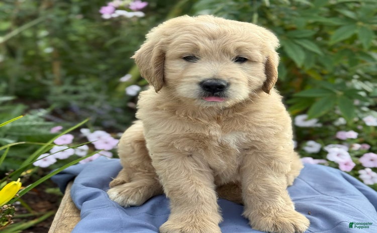 Goldendoodle dogs for sale - Ad 3