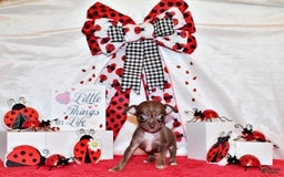 Chihuahua dogs for sale: Symbra - Image 1