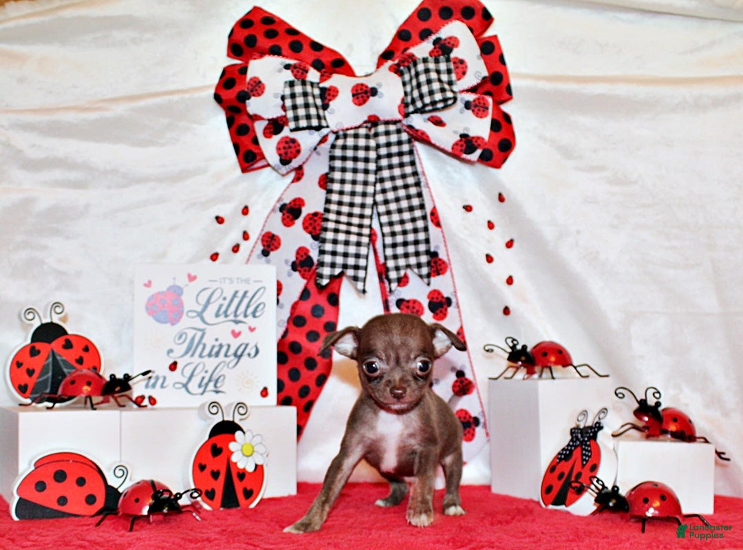 Chihuahua dogs for sale: Symbra - Image 1