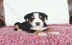 Greater Swiss Mountain Dog dogs for sale: Felix - Image 13