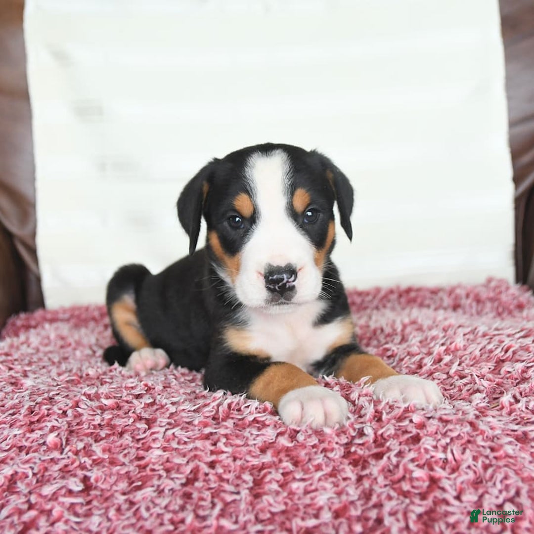 Greater Swiss Mountain Dog dogs for sale: Felix - Image 13