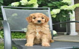 Mini Goldendoodle dogs for sale: Luca - Image 1