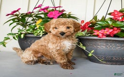Mini Goldendoodle dogs for sale: Nollie - Image 8