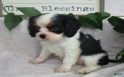 Cavalier King Charles Spaniel dogs for sale: Rosalyn - Image 3
