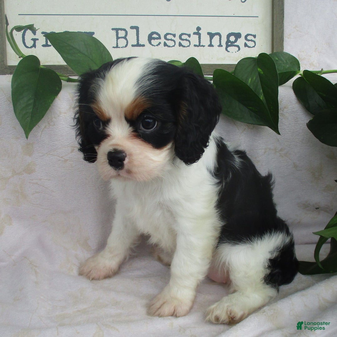 Cavalier King Charles Spaniel dogs for sale: Rosalyn - Image 3