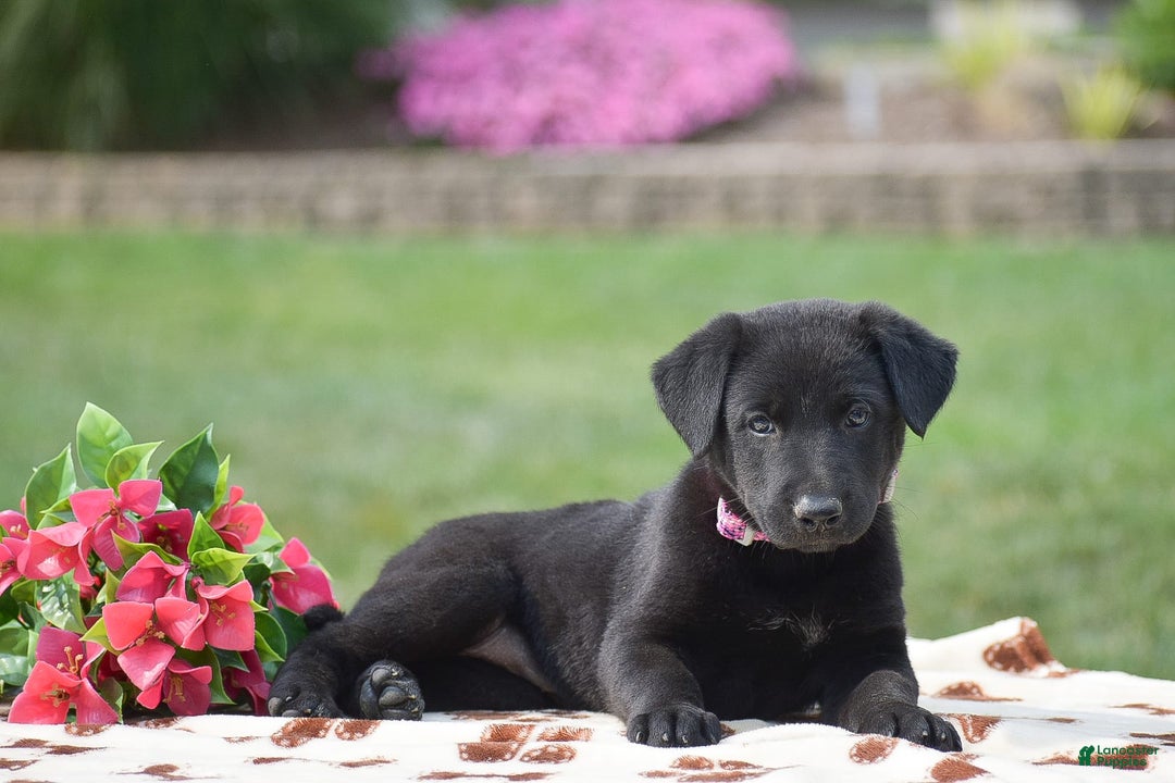 German Shepherd dogs for sale: Addison - Image 2