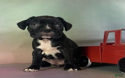 Frenchton dogs for sale: Carrie Dna Clear - Image 1