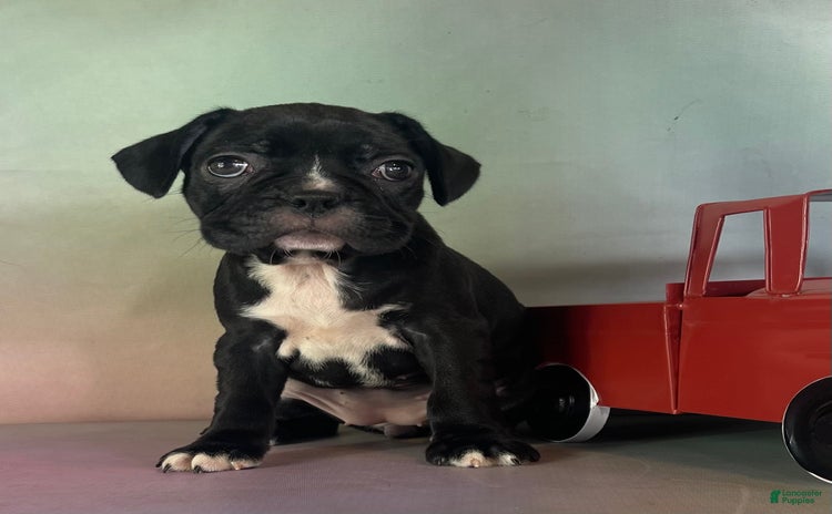 Frenchton dogs for sale - Ad 5
