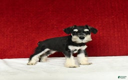 Miniature Schnauzer dogs for sale: Malenna - Image 17