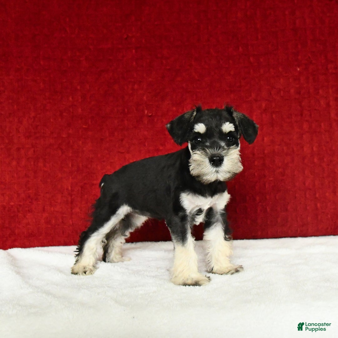 Miniature Schnauzer dogs for sale: Malenna - Image 17