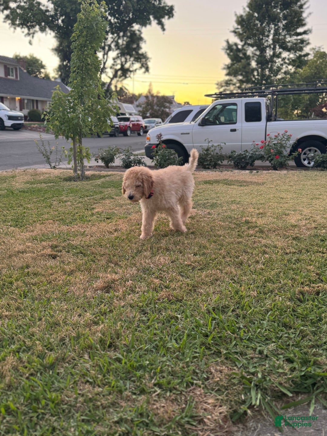 Standard Poodle dogs for sale: Dudong - Image 2