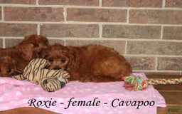 Cavapoo dogs for sale: Roxie - Image 1