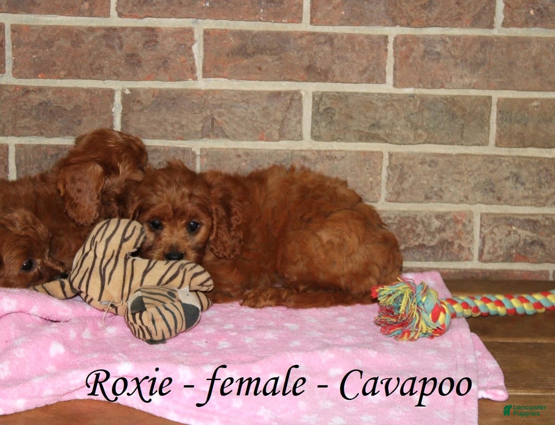 Cavapoo dogs for sale: Roxie - Image 1