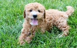 Mini Goldendoodle dogs for sale: Lucy - Image 5