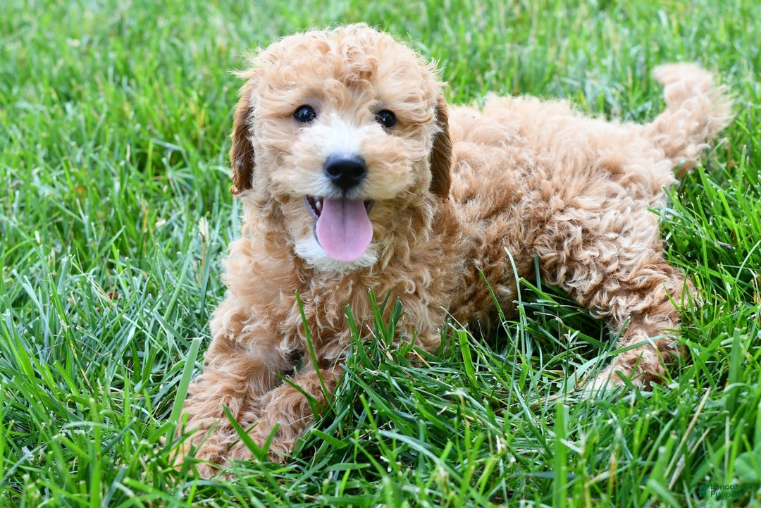 Mini Goldendoodle dogs for sale: Lucy - Image 5