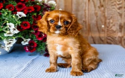 Cavalier King Charles Spaniel dogs for sale: Nicky - Image 2