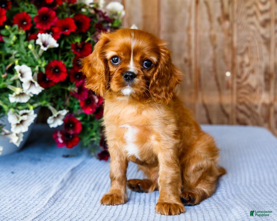 Cavalier King Charles Spaniel dogs for sale: Nicky - Image 2