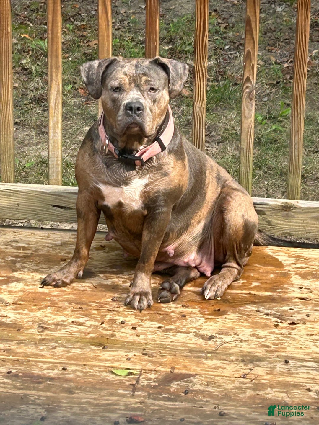 American Pit Bull Terrier dogs for sale: Pup 3 - Image 3