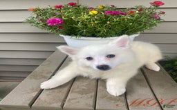 American Eskimo dogs for sale: Tessa - Image 6