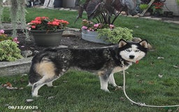 Siberian Husky dogs for sale: Roxanne - Image 6