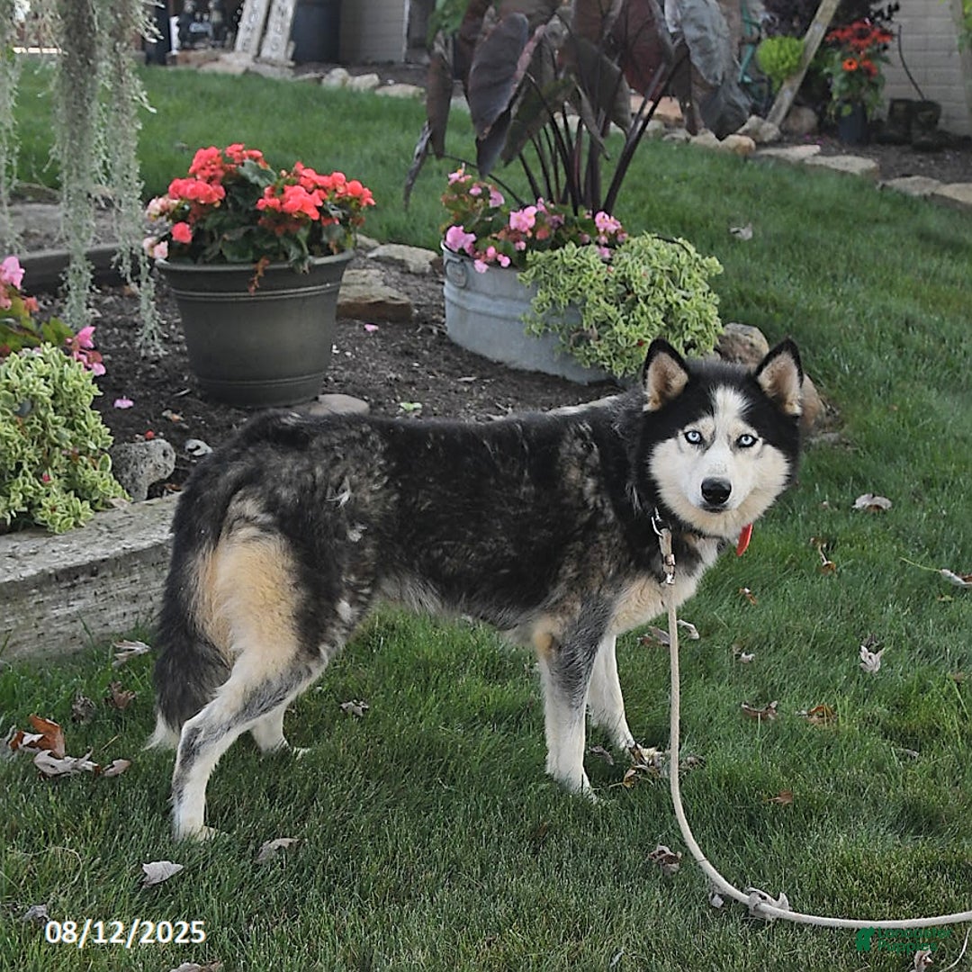 Siberian Husky dogs for sale: Roxanne - Image 6