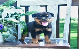 Rottweiler dogs for sale: Patrick - Image 2