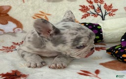 French Bulldog dogs for sale: Maya - Image 2
