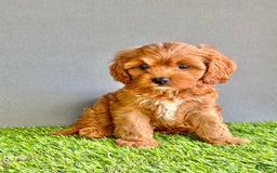 Cavapoo dogs for sale: Winnie - Image 1