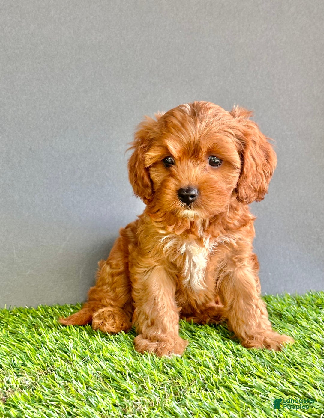 Cavapoo dogs for sale: Winnie - Image 1