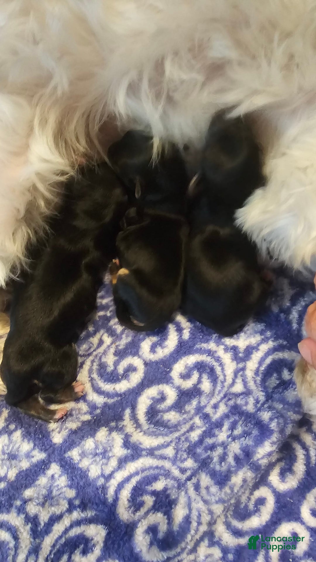 Morkie dogs for sale: Morkie - Image 4