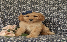 Cockapoo dogs for sale: Dorian - Image 6
