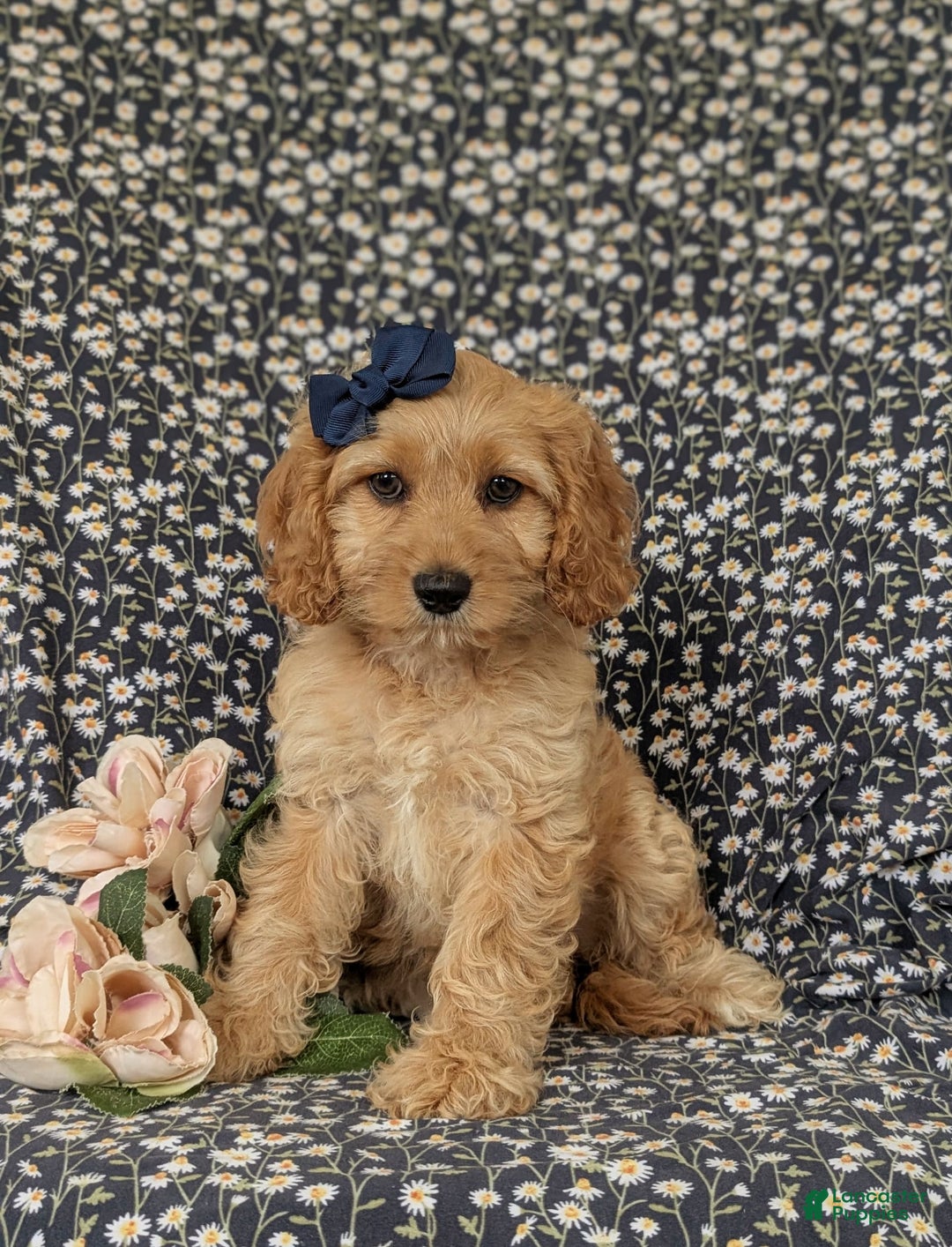 Cockapoo dogs for sale: Dorian - Image 6
