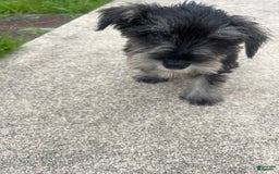 Miniature Schnauzer dogs for sale: Pepper And Gray - Image 4