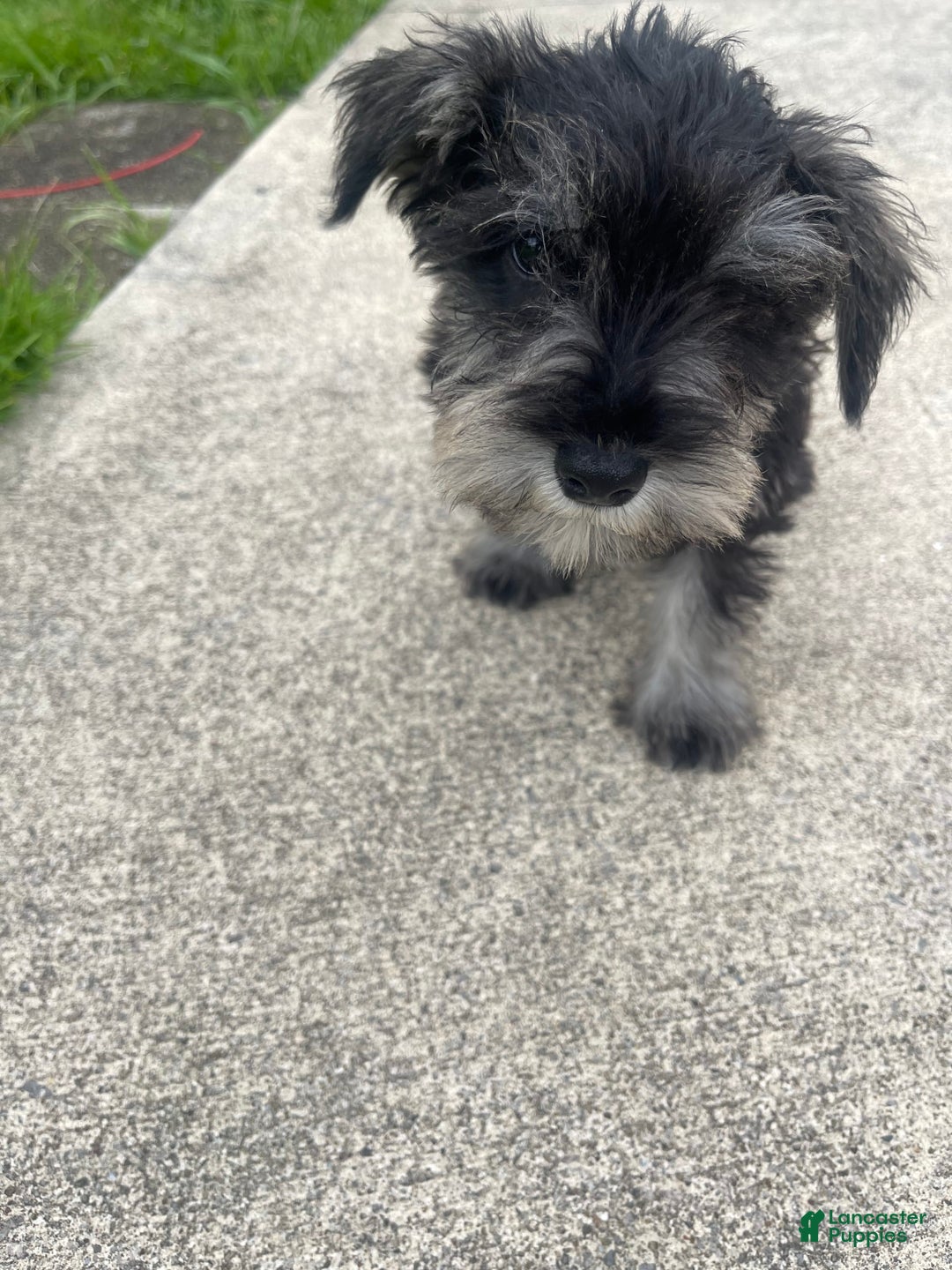 Miniature Schnauzer dogs for sale: Pepper And Gray - Image 4