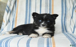 Pomsky dogs for sale: Hudson - Image 4