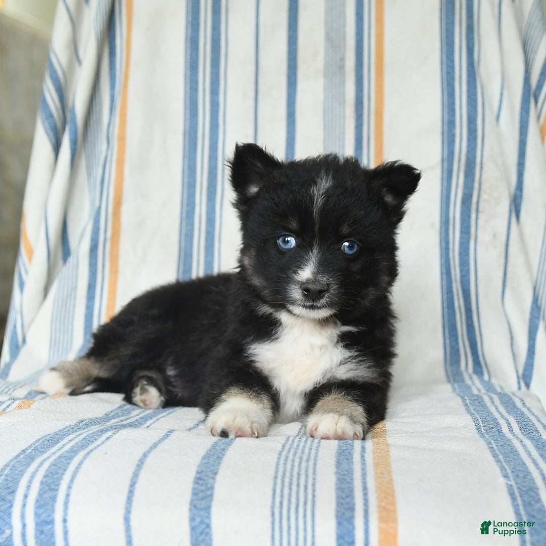 Pomsky dogs for sale: Hudson - Image 4