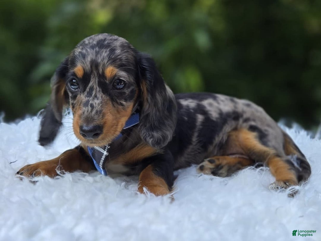 Miniature Dachshund dogs for sale: Andrew - Image 6